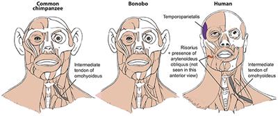 First Detailed Anatomical Study of Bonobos Reveals Intra-Specific Variations and Exposes Just-So Stories of Human Evolution, Bipedalism, and Tool Use